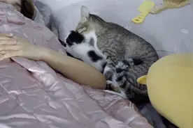 猫妈妈还带着一只小猫搬到主人身边视频封面