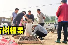 山东古树板栗上市了，农民一大早都去路边售卖，今年收购价怎么样视频封面