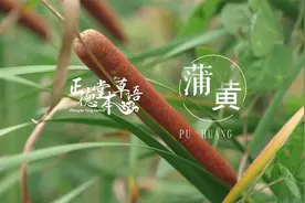 【蒲黄】快来看！中药界的“香肠”！视频封面