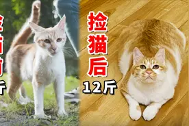 流浪猫被捡回家后的变化有多大？视频封面