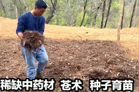 中药材苍术育苗，每亩效益3万以上，前景良好，农民可放心种植视频封面