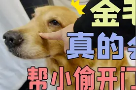 陌生人都把门打开了 金毛却非常热情！视频封面