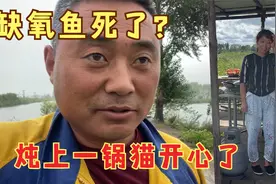 农民王小：下雨缺氧鱼死了？炖上一锅吃的嘎嘎香，小猫玩的更开心视频封面