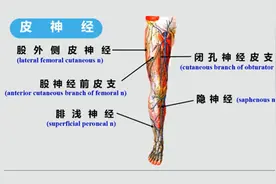 人体解刨学：下肢的解剖—3.1下肢前面浅层的解剖视频封面