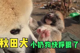 一窝六只秋田犬小奶狗快睁眼啦！肥嘟嘟沉甸甸，简直太萌了视频封面