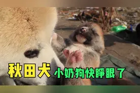 一窝六只秋田犬小奶狗快睁眼啦！肥嘟嘟沉甸甸，简直太萌了视频封面