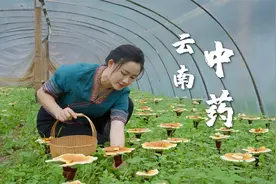 九制黄精原来真的需要九泡九蒸九晒......视频封面