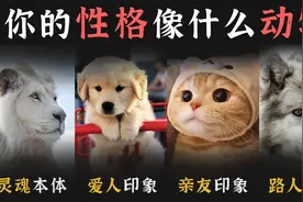 测测你的性格像什么动物，在路人，亲友，爱人眼中有什么不同？