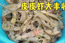 渔民出海大丰收，皮皮虾，须虾满筐上岸，高收入背后也承担着风险视频封面