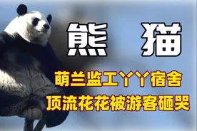 熊猫花花遭游客扔石头当场落泪，饲养员罕见发飙，细节曝光引众怒视频封面