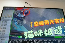 监控实拍猫咪被丢店门口，疑似男女分手遗弃猫，老父亲前来收养视频封面