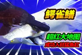 鳄雀鳝吃鱼危害甚大，大红地图鱼霸气入驻新家，猛鱼缸再添新成员视频封面