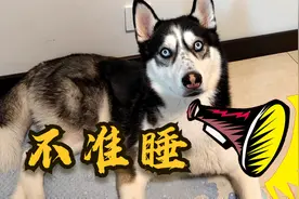 主人睡觉睡得正香，狗狗却在主人耳朵边一直按喇叭，今晚狗肉汤视频封面