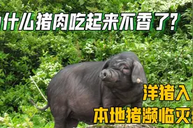 洋猪入侵中国,中国养殖9000年的本土黑猪,如今陷入灭绝危机视频封面
