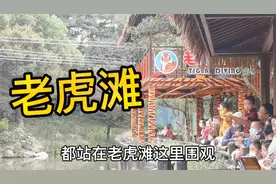 在宁波雅戈尔动物园看老虎，老虎滩人满为患，河对面有好几只老虎视频封面