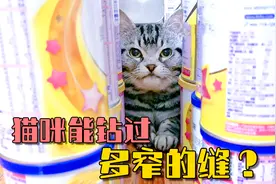 猫咪钻缝挑战，据说猫咪都是水做的，到底能钻过多窄的限宽门