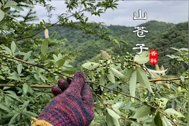 山里“木姜子”有7种厉害用途，可惜知道的人不多，网友：收藏了视频封面