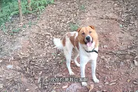 小伙森林中迷路，叫跟随来的狗子带路回家，真聪明！视频封面