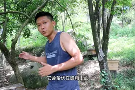 三伏天蜜蜂不出勤正常吗？当外界无粉蜜源可·采集蜜蜂就不出勤的视频封面