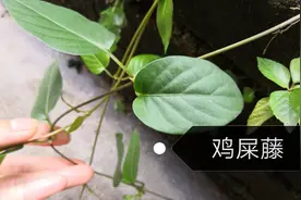 “鸡屎藤”吃过吗？草本植物，大用途！这些功效或许对你有帮助！视频封面