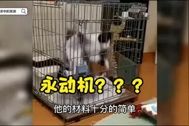 搞笑配音：只需要两只猫，就可以做一台永动机