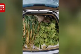 女儿回娘家返程后备箱被塞满白菜大葱：爸妈总担心我在外面吃不好视频封面