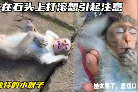 一只独特的小猴子，它在石头上打滚撒娇想引起注意，她需要牛奶？视频封面
