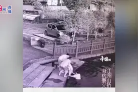 监控记录男子见义勇为全过程，女子落水50秒被救起视频封面