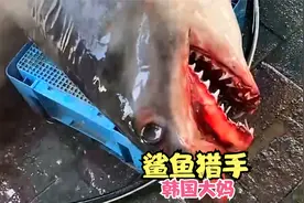 不止日本！韩国大妈也是鲨鱼的噩梦！已宰500条！视频封面