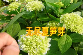 无尽夏“笋芽不开花”怎么处理？屋后北向绣球花园陆续绽放！视频封面