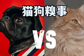 过年猫狗糗事合集视频封面
