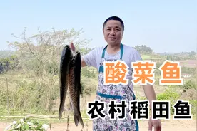 柴火灶爆炒四川老坛酸菜，四娃下厨做酸菜鱼，酸辣开胃好味道视频封面