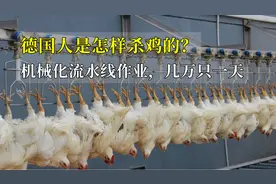 德国人是怎样杀鸡的？机械化流水线作业，几万只一天高效快速！视频封面
