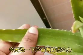 芦荟生长不好，四个步骤改变芦荟黄叶焦叶状态视频封面