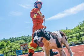 2008年，那个在汶川地震中救出13人的军犬“冰洁”，如今怎么样了视频封面