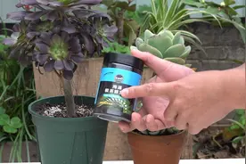 多肉爱烂根？福音来了，这种“黑料”能“修复”根系