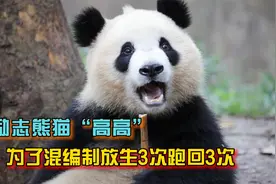 不要自由要编制，放生3次跑回来3次的大熊猫高高视频封面
