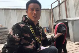 精品黑狼犬怀孕五十多天了，一直生不出小狗，用个土方法帮它助产视频封面