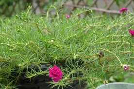 6月份养太阳花，注意好2点，再来点肥，开花爆盆视频封面