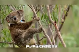 树袋熊（考拉）为什么喜欢睡觉视频封面
