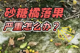 砂糖橘落果严重怎么办？落果5大原因及解决方案详解！视频封面