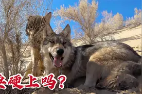 沙漠里狼口渴，看见人类手里有东西就抢，对上两头狼大姐招架不住视频封面