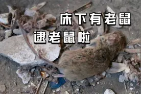 睡觉时感觉床下有老鼠，今天逮老鼠啦。没想到老鼠制造那么多垃圾视频封面