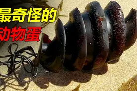 最奇怪的8种动物蛋，你见过螺旋状的蛋吗？视频封面