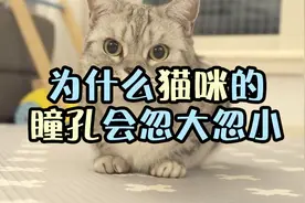 猫的瞳孔为什么能忽大忽小？视频封面