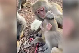瞅这意思关系不一般视频封面