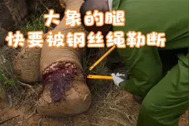 大象腿快要被钢丝生勒断，黑人医生紧急救援，网友：太残忍了视频封面