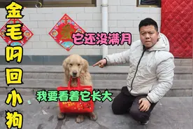 金毛把没满月的小狗叼回来了，说要看着它长大，可这怎么养活呀？视频封面