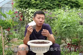 养沙漠玫瑰最大乐趣是“播种”，几粒种子7天出苗，养一年就开花视频封面