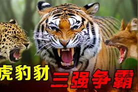 泰国虎豹豺争霸：打架最厉害的老虎，生存竞争却输给了豹和豺视频封面